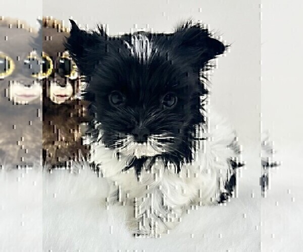 Medium Photo #17 Morkie Puppy For Sale in MIAMI, FL, USA