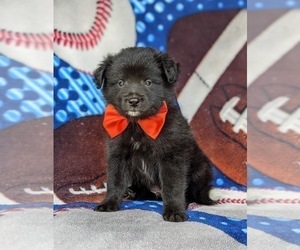 American Eskimo Dog-Border Collie Mix Puppy for sale in QUARRYVILLE, PA, USA