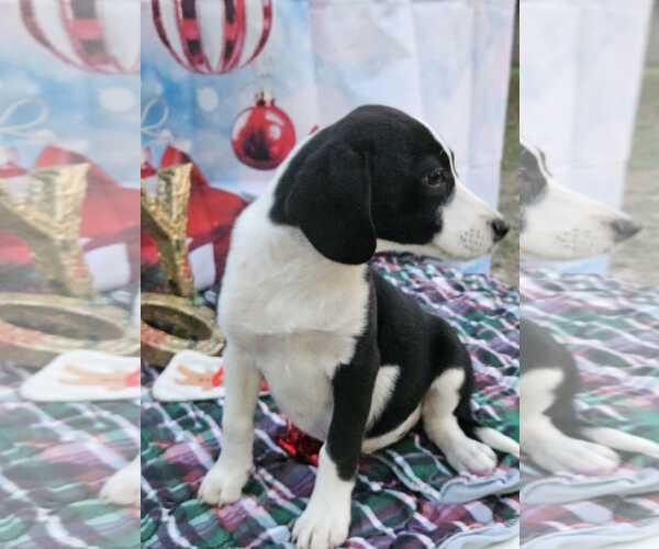 Medium Photo #5 Australian Shepherd-Beagle Mix Puppy For Sale in Wakefield, RI, USA
