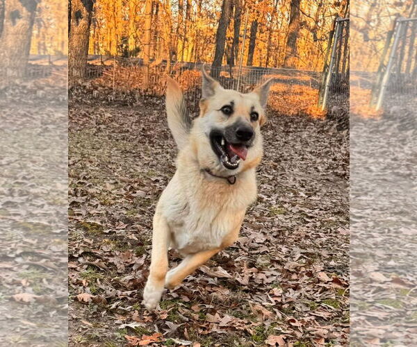 Medium Photo #2 German Shepherd Dog-Unknown Mix Puppy For Sale in Lillian, TX, USA