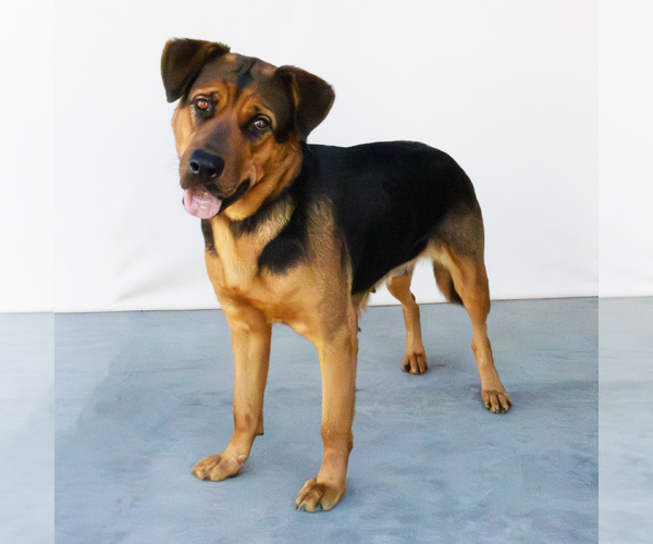 Medium Photo #2 Shepweiller Puppy For Sale in Pasadena, CA, USA