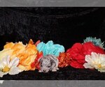 Small Photo #33 Chihuahua Puppy For Sale in CHARLESTON, AR, USA