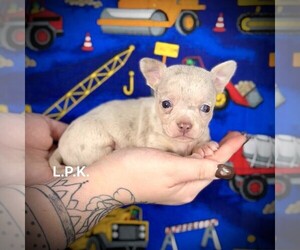Chihuahua Puppy for sale in WINNSBORO, LA, USA