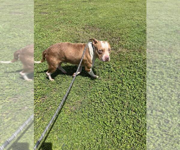 Medium Photo #3 Mutt Puppy For Sale in Abbeville, LA, USA