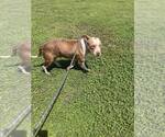 Small #2 Mutt