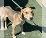 Small #1 Labrador Retriever Mix