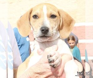 Mutt Dogs for adoption in Washington, DC, USA