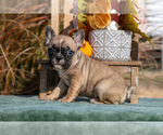 Puppy Chance French Bulldog