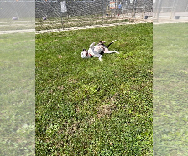 Medium Photo #6 American Bulldog-Unknown Mix Puppy For Sale in Pierceton , IN, USA
