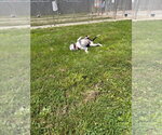 Small #5 American Bulldog Mix