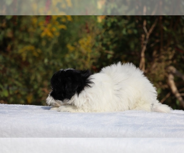 Medium Photo #32 ShihPoo Puppy For Sale in DYERSBURG, TN, USA