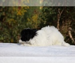 Small #31 ShihPoo