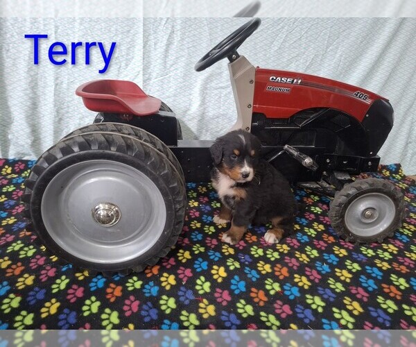 Medium Photo #6 Bernese Mountain Dog Puppy For Sale in MEMPHIS, MO, USA