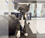 Small #11 Boxer Mix
