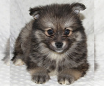 Small Photo #4 Pomsky Puppy For Sale in DENTON, TX, USA
