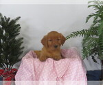 Puppy Daisy Golden Retriever