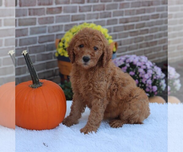 Medium Photo #4 Goldendoodle Puppy For Sale in GAP, PA, USA