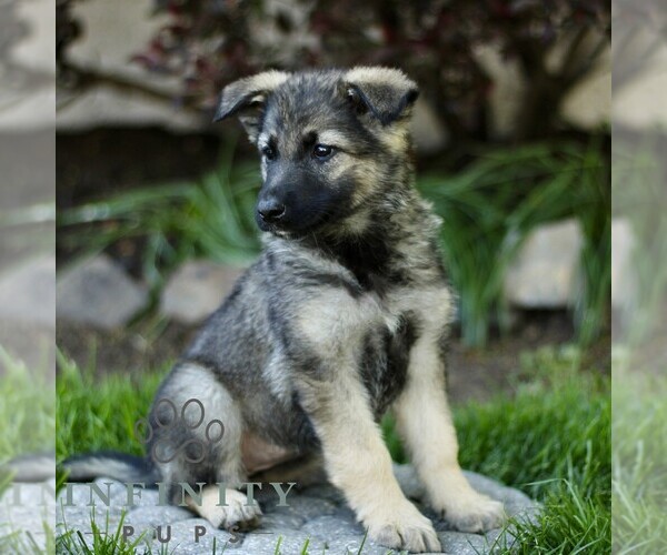 Medium Photo #3 Australian Shepherd-German Shepherd Dog Mix Puppy For Sale in BIRD IN HAND, PA, USA