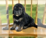 Small Photo #34 Goldendoodle Puppy For Sale in MARYVILLE, MO, USA