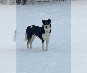 Scarletta - Female Shepradors Dog for Adoption - Photo #3