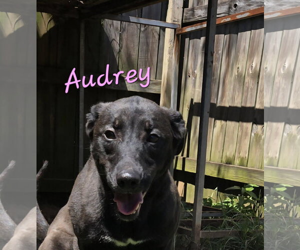 Medium Photo #1 Mutt Puppy For Sale in Jackson, MS, USA