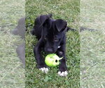 Small #3 American Pit Bull Terrier-Labrador Retriever Mix