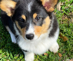Small Photo #1 Pembroke Welsh Corgi Puppy For Sale in ROCKDALE, TX, USA