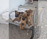 Small #1 Mutt