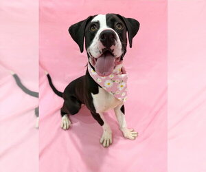 American Pit Bull Terrier-Unknown Mix Dogs for adoption in Sandy, UT, USA