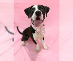 Small American Pit Bull Terrier Mix