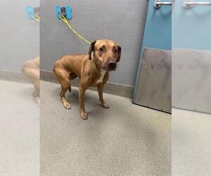 Medium Doberman Pinscher Mix
