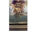 Small #5 Dachshund