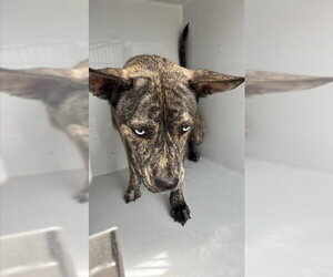 Holland Shepherd Dogs for adoption in Houston, TX, USA