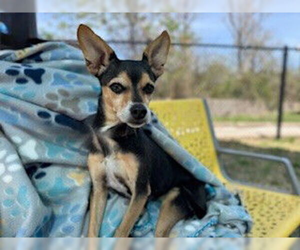 Medium Photo #3 Chihuahua-Unknown Mix Puppy For Sale in Temple, TX, USA