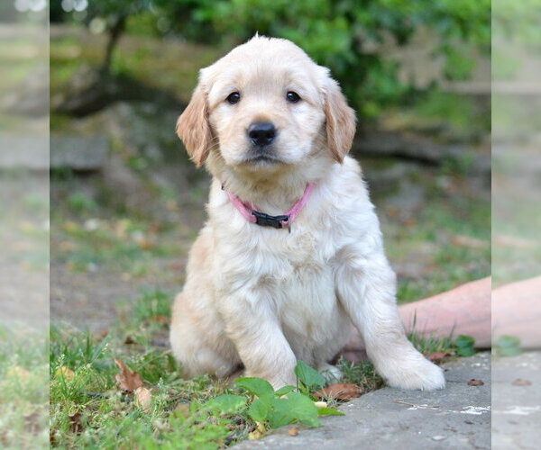 Medium Photo #3 Golden Retriever Puppy For Sale in Germanton, TN, USA