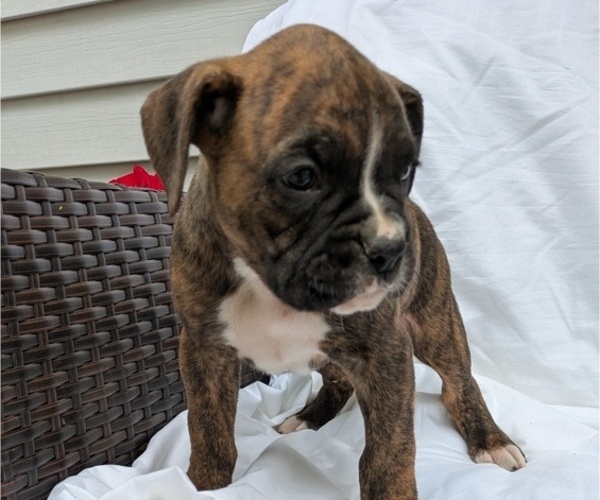 Medium Photo #9 Boxer Puppy For Sale in GOSHEN, IN, USA