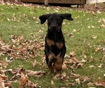 Small #8 Doberman Pinscher