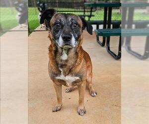 German Shepherd Dog-Unknown Mix Dogs for adoption in Grovetown, GA, USA