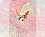 Small #10 Chihuahua