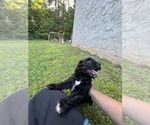 Small Photo #2 Aussiedoodle Puppy For Sale in MORGANTON, NC, USA