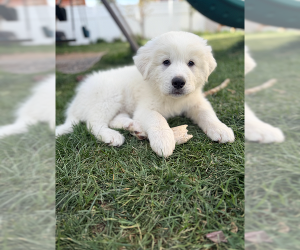 Medium Photo #3 Great Pyrenees Puppy For Sale in MIDWAY, UT, USA