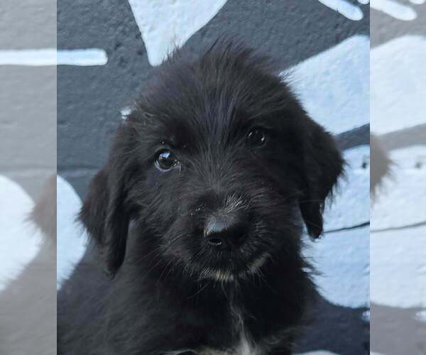 Medium Photo #2 Labrador Retriever-Unknown Mix Puppy For Sale in Brewster, NY, USA