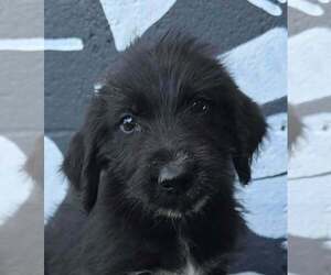 Brooke (B Squad) - Female Labrador Retriever-Unknown Mix Dog for Adoption - Photo #2