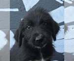 Small Photo #2 Labrador Retriever-Unknown Mix Puppy For Sale in Brewster, NY, USA