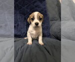 Small #1 Jack Russell Terrier Mix