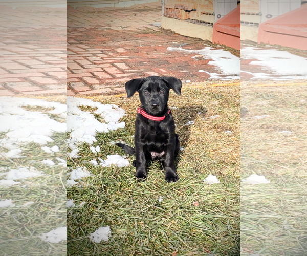 Medium Photo #4 Labrador Retriever-Unknown Mix Puppy For Sale in SHERBURNE, NY, USA