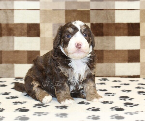 Medium Photo #1 Bernedoodle (Miniature) Puppy For Sale in DENVER, PA, USA