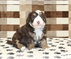 Bernedoodle (Miniature) Puppy for sale in DENVER, PA, USA