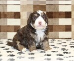 Small Bernedoodle (Miniature)