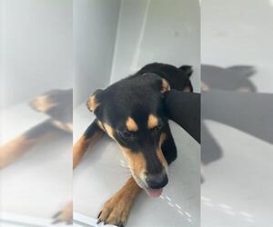 German Shepherd Dog-Unknown Mix Dogs for adoption in Houston, TX, USA